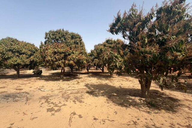 Investissement Vert : 1,03 hectare stratégique dans la zone horticole de Bambylor