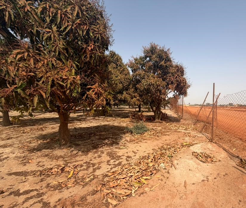 Investissement Vert : 1,03 hectare stratégique dans la zone horticole de Bambylor
