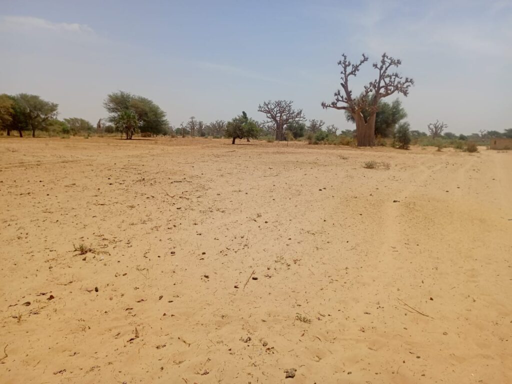 Lancez votre projet d’envergure : 1,33 Hectare stratégiques vers Tassette – Thiès