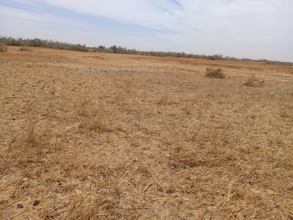 Opportunité d’investissement majeure : 1 050 hectares stratégiquement situés à Diama – Saint-Louis