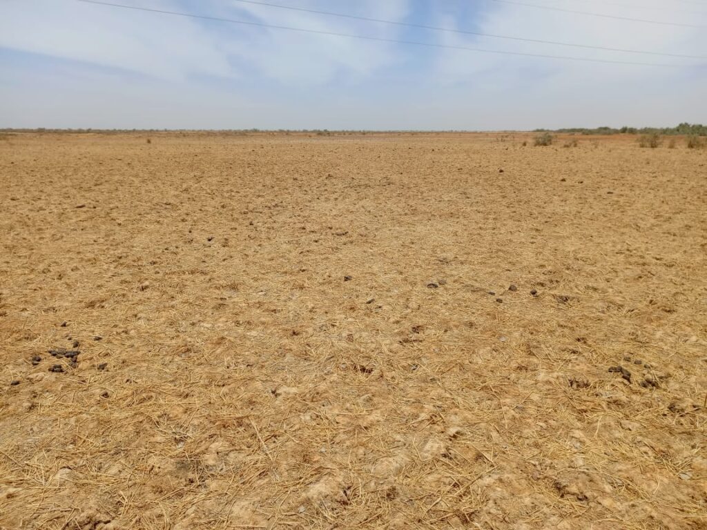Opportunité d’investissement majeure : 1 050 hectares stratégiquement situés à Diama – Saint-Louis