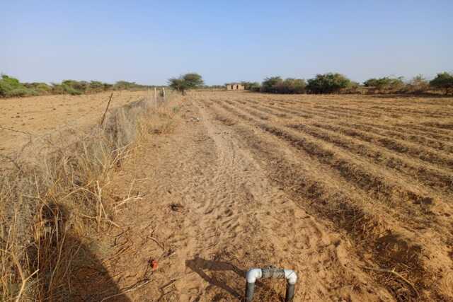 Verger de 2,55 Hectares vers Diama – Saint – Louis