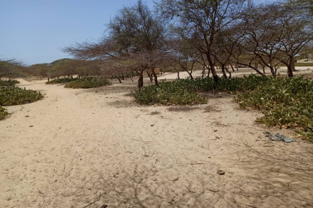 Terrain Agricole de 7.691 m² vers Gandiole