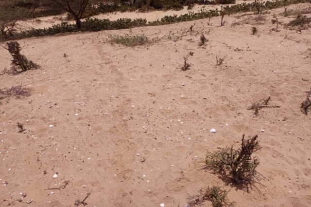 Terrain Agricole de 5 hectares vers Kab Gaye – Louga
