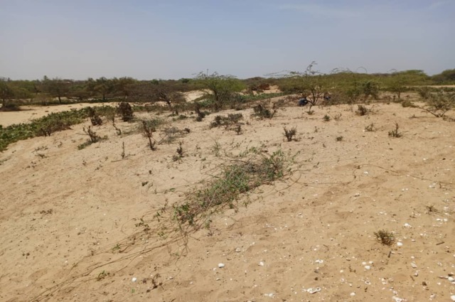 Terrain Agricole de 5 hectares vers Kab Gaye – Louga