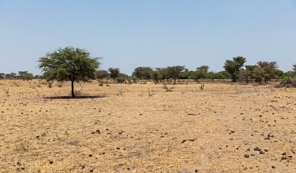 Terrain Agricole de 3 Hectare à Fimela