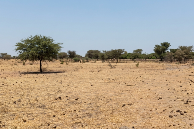 Terrain Agricole de 3 Hectare à Fimela