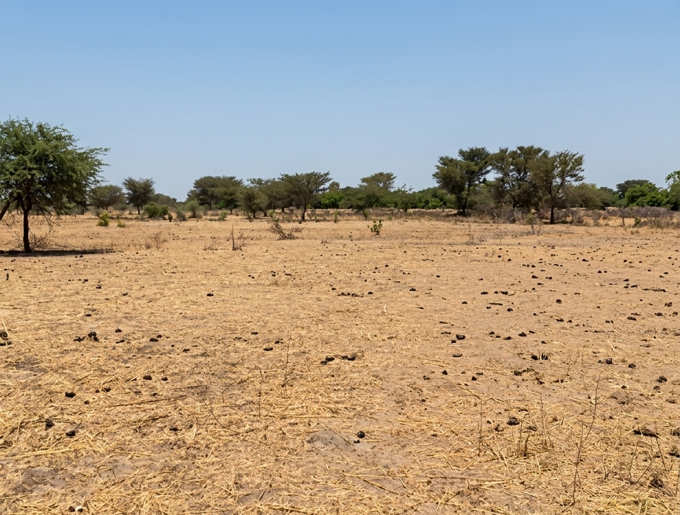 Terrain Agricole de 3 Hectare à Fimela