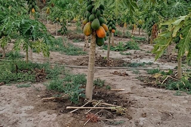 Verger Agricole de 10 hectares vers Chérif Lo – Thiès