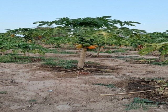 Verger Agricole de 10 hectares vers Chérif Lo – Thiès