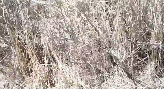 Terrain Agricole de 6.800 m² vers Notto Diobass – Thiès